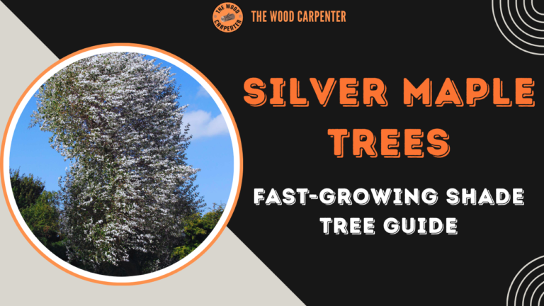 Silver Maple Tree: Get Instant Shade Without Waiting Decades 3 Silver Maple Trees: Fast-Growing Shade Tree Guide