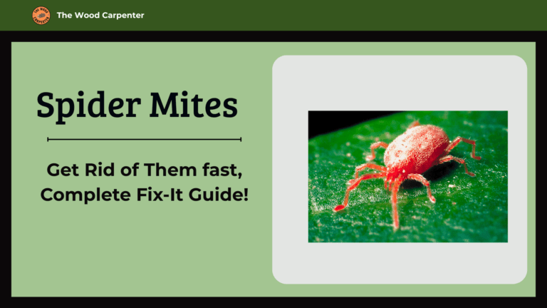 Spider Mites - Get Rid of Them fast, Complete Fix-It Guide! 6 Spider Mites - Get Rid of Them fast, Complete Fix-It Guide!