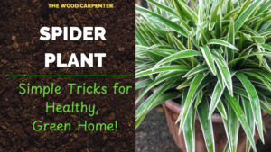 Spider Plant Mastery: Simple Tricks for Healthy, Green Home! 7 Spider Plant Mastery: Simple Tricks for Healthy, Green Home!