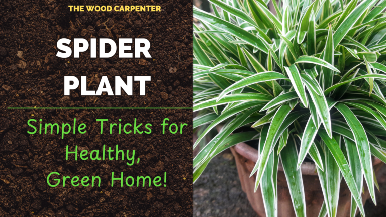 Spider Plant Mastery: Simple Tricks for Healthy, Green Home! 1 Spider Plant Mastery: Simple Tricks for Healthy, Green Home!