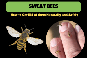 Sweat Bees