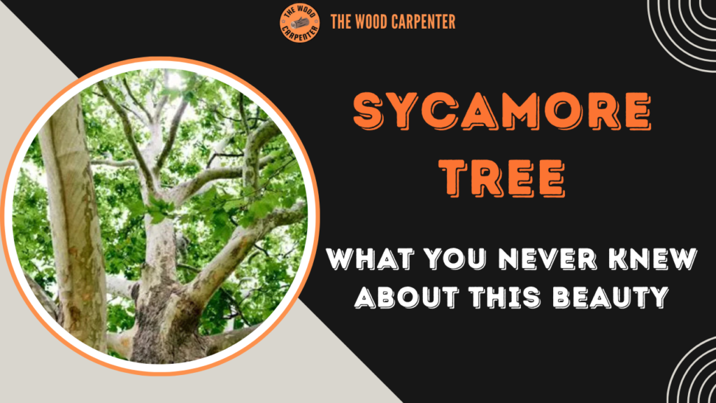 Sycamore Tree: What You Never Knew About This Beauty 1 Sycamore Tree