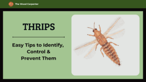 Thrips Trouble? Your Easy Guide to Spot & Stop Them 9 Thrips Easy Tips to Identify, Control & Prevent Them