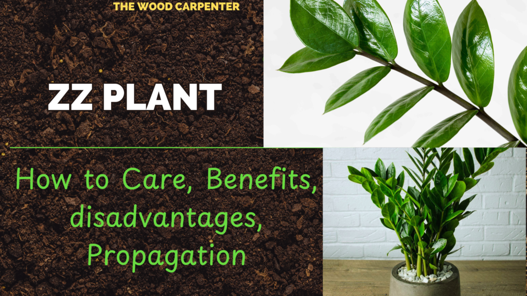 ZZ Plant: How to Care, Benefits, disadvantages, Propagation 1 ZZ Plant: How to Care, Benefits, disadvantages, Propagation