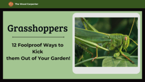Grasshoppers Taking Over? Try These 12 Powerful Fixes! 10 grasshoppers how to get rid of them