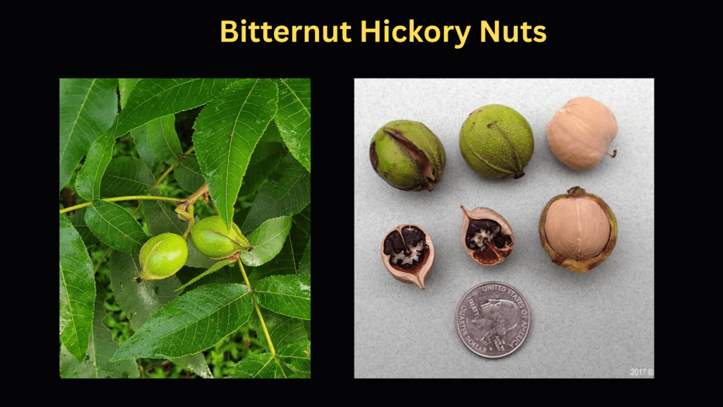 Bitternut Hickory Explained: Why It’s Everywhere in the U.S. 2 Are Bitternut Hickory Nuts Edible?