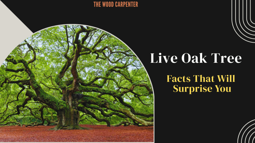 Live Oak Tree Secrets You Didn’t Know 🌳 1 Live Oak Tree Secrets You Didn’t Know 🌳