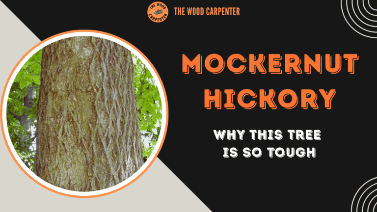 Mockernut Hickory: Why This Tree Is So Tough 1 Mockernut Hickory