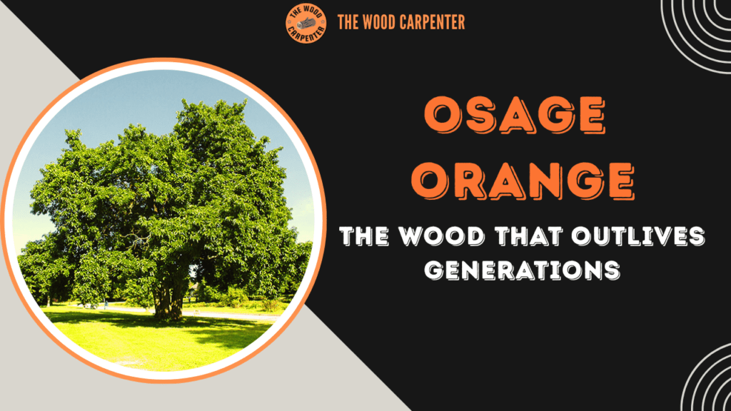 Osage Orange: The Wood That Outlives Generations 1 Osage Orange
