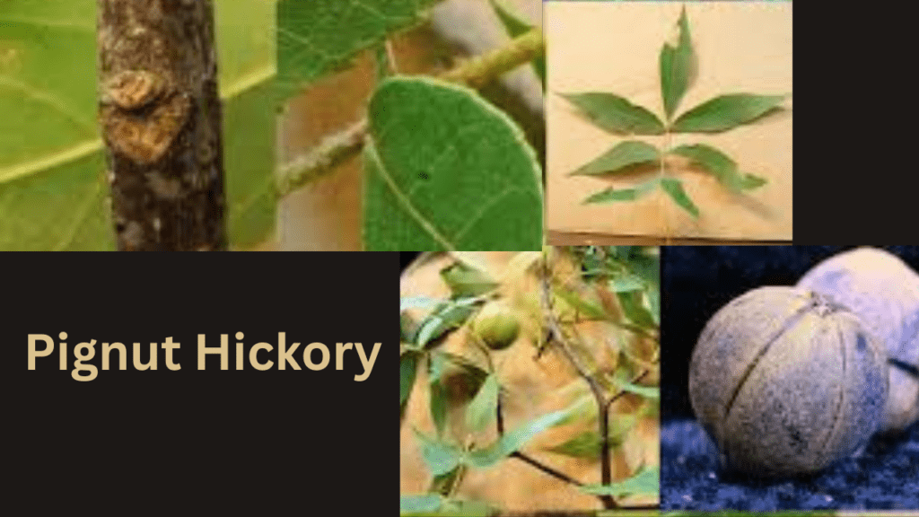 Why Pignut Hickory Is Stronger Than You Think 3 Pignut Hickory 1