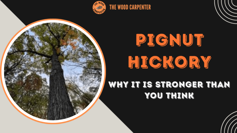 Why Pignut Hickory Is Stronger Than You Think 1 Pignut Hickory