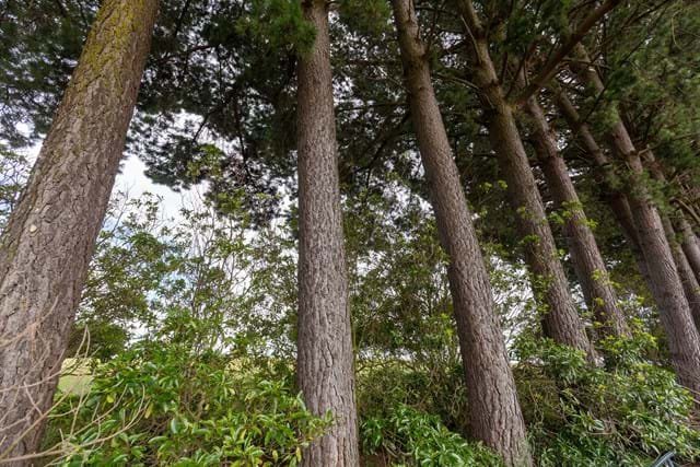 Is Radiata Pine Good or Bad? Here’s the Real Answer 2 Radiata Pine