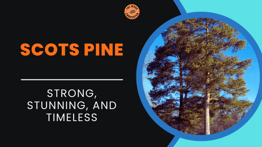 Scots Pine: The Hardy Tree You Should Know 1 Scots Pine