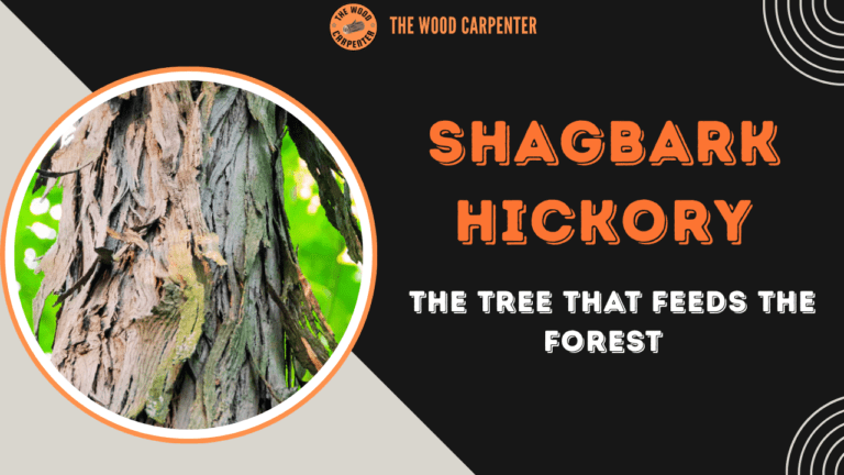 Shagbark Hickory: The Tree That Feeds the Forest 4 Shagbark Hickory