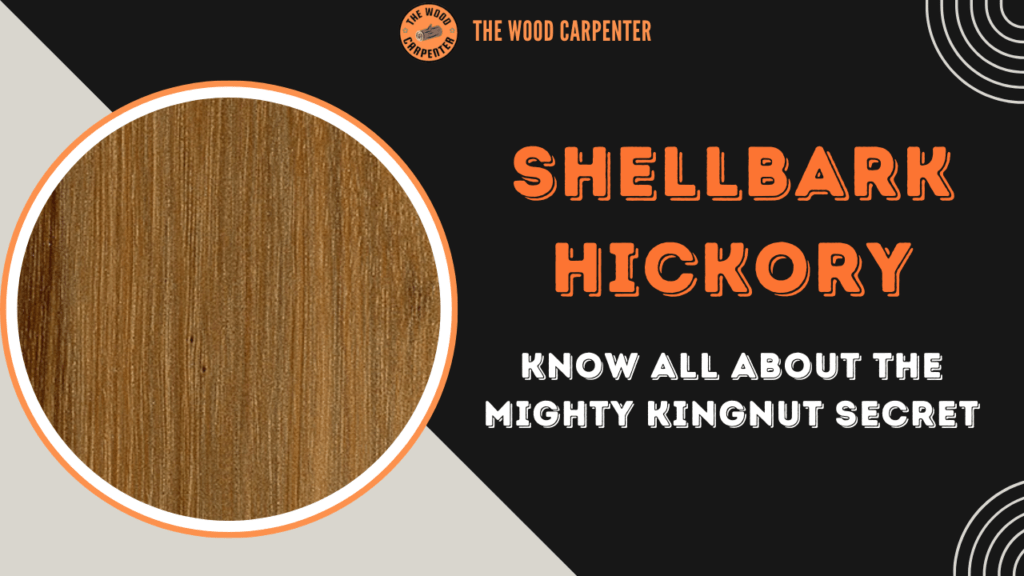 Shellbark Hickory: Know all about the Mighty Kingnut Secret 1 Shellbark Hickory