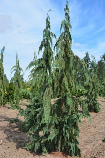 Why Alaskan Cedar Is One of the Most Durable Woods ? 2 Weeping Alaskan Cedar Bizon nursery e1463381602254