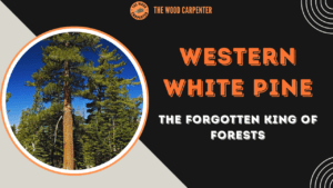 Western White Pine: The Forgotten King of Forests 12 Western White Pine: The Forgotten King of Forests