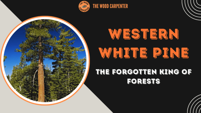 Western White Pine: The Forgotten King of Forests 4 Western White Pine: The Forgotten King of Forests