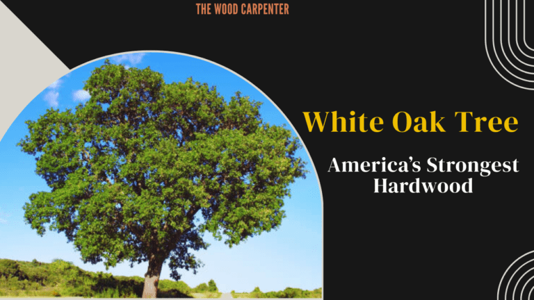 White Oak Tree: America’s Strongest Hardwood 5 White Oak Tree: America’s Strongest Hardwood