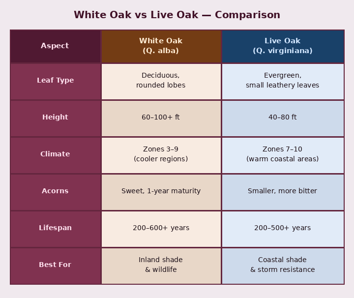 White Oak Tree: America’s Strongest Hardwood 4 white vs live oak