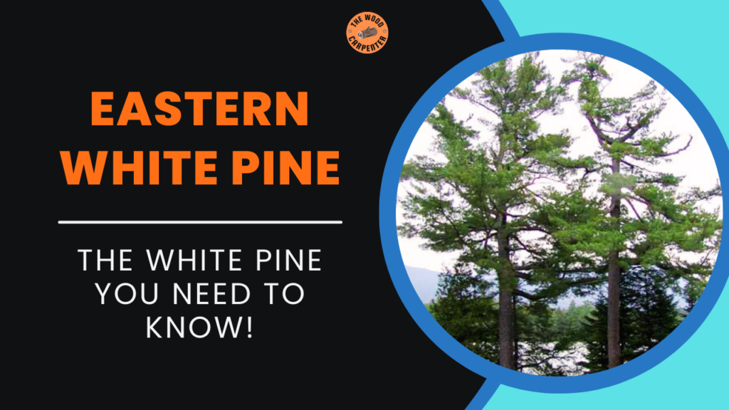 Eastern White Pine: The White Pine You Need to Know! 1 Eastern White Pine