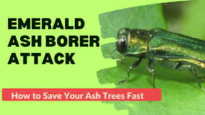 Stop Emerald Ash Borer Before It Kills Your Ash Trees 7 Emerald Ash Borer