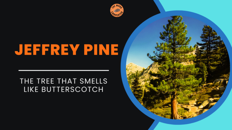 Jeffrey Pine: The Tree That Smells Like Butterscotch 2 Jeffrey Pine