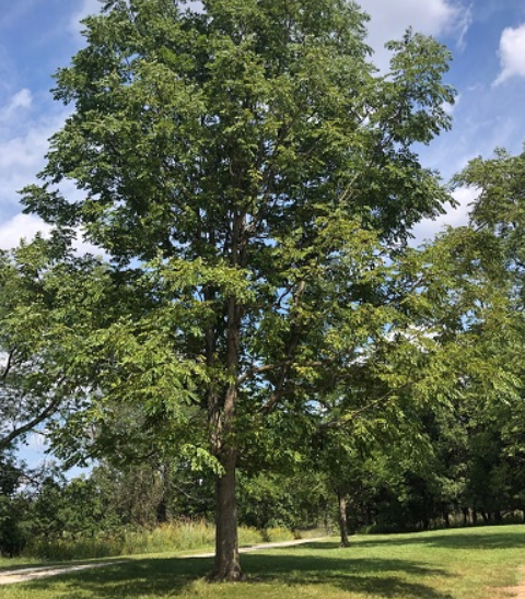 Kentucky Coffeetree: Uses, Hardness, Why It's Hard to Find 2 Kentucky Coffee tree