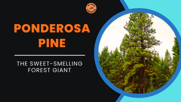Ponderosa Pine Secrets: This Tree Smells Like Vanilla? 3 Ponderosa Pine