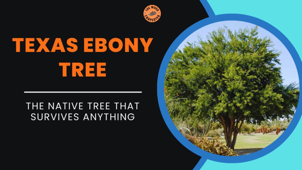 Texas Ebony Tree Secrets: Why This Native Tree Is So Tough 1 Texas Ebony Tree
