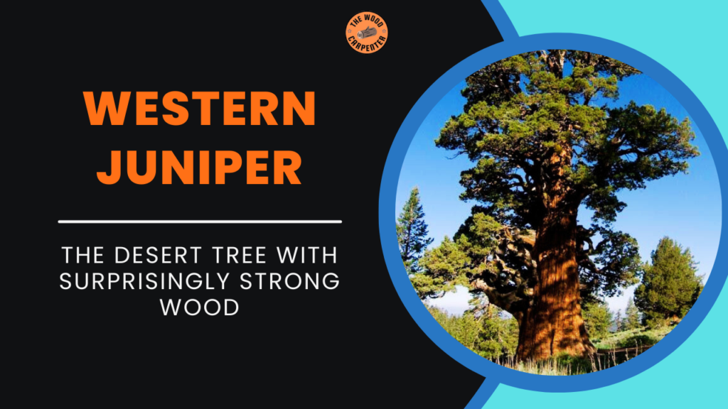 Western Juniper: The Hidden Wood Treasure of Dry Lands 1 Western Juniper