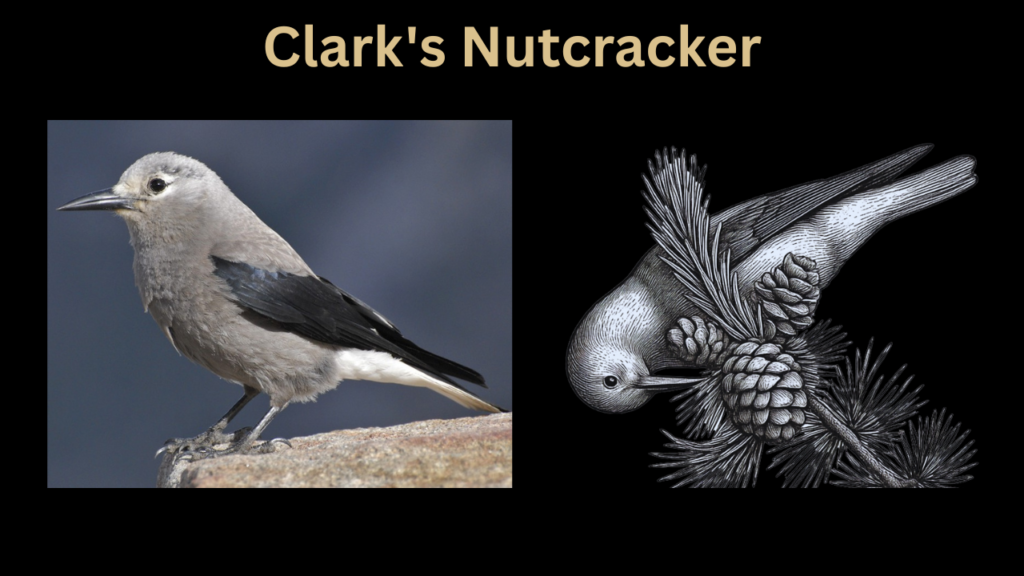 Jeffrey Pine: The Tree That Smells Like Butterscotch 4 clarks nutcracker 1