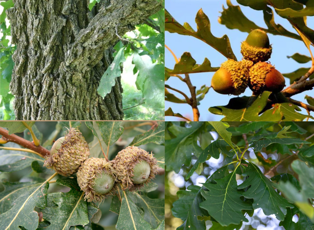 Bur Oak: Complete Guide to Toughest Tree in North America 2 How to Identify Bur Oak