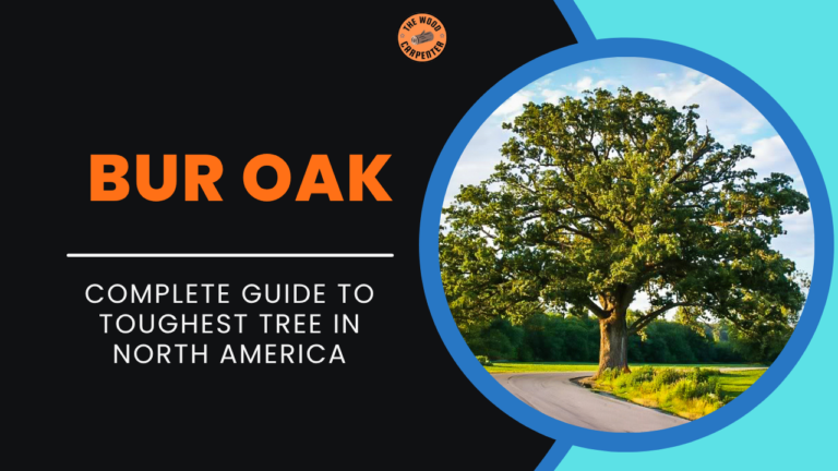 Bur Oak: Complete Guide to Toughest Tree in North America 1 Bur Oak