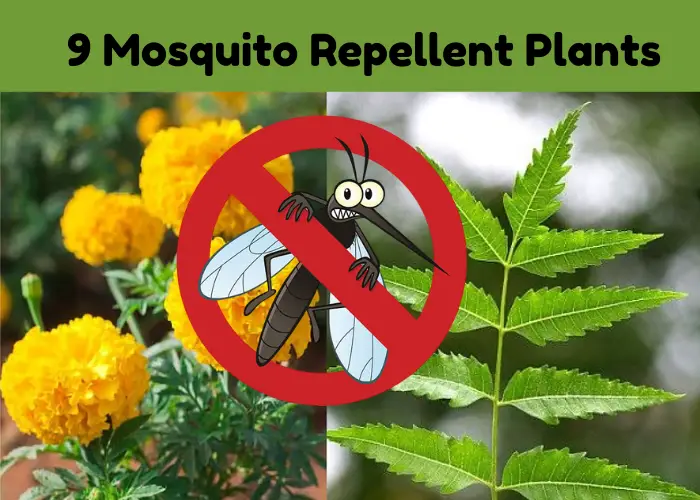 9 Mosquito Repellent Plants