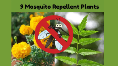 9 Mosquito Repellent Plants