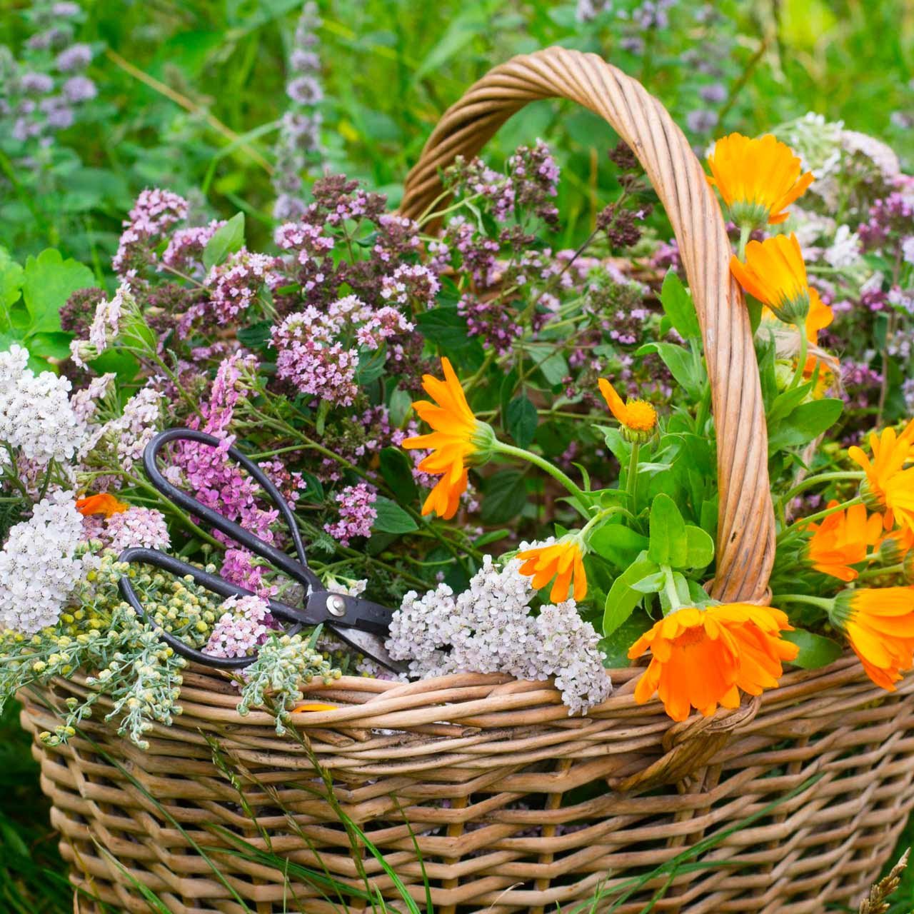 medicinal garden