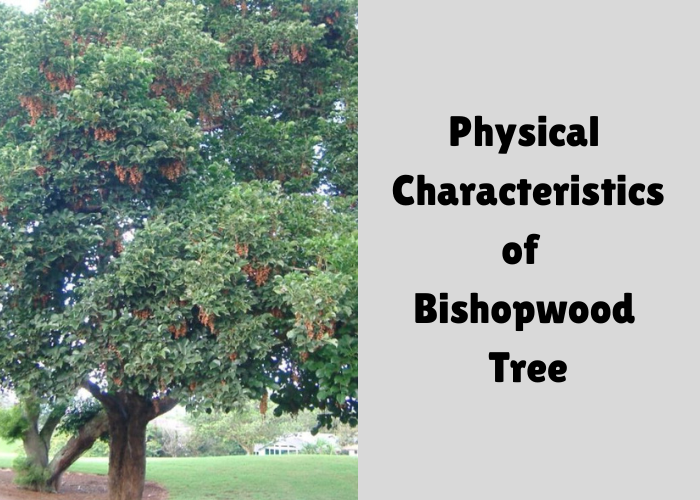 Physical characteristics of Bishopwood tree