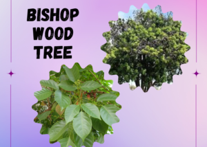 Bishop wood tree