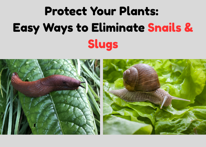 Eliminate Snails & Slugs