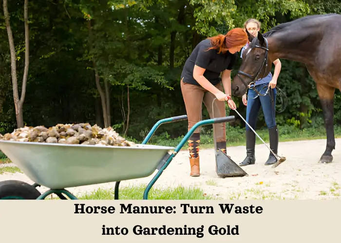 Horse Manure: Turn Waste into Gardening Gold