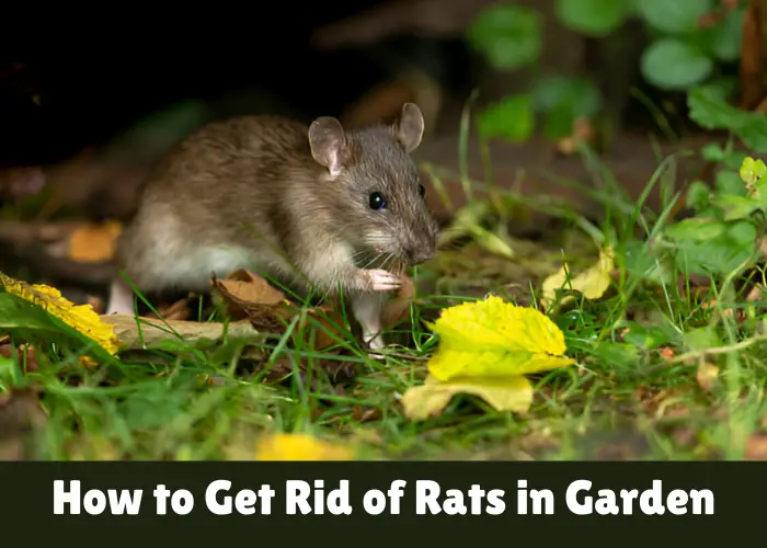 How to Get Rid of Rats in the Garden