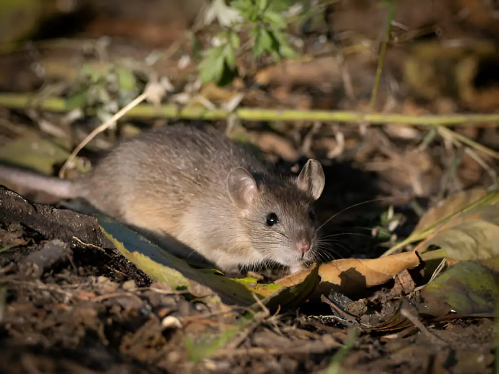 Signs of Rats in Your Garden