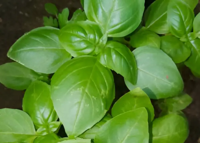 Basil