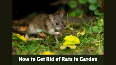 How to Get Rid of Rats in the Garden